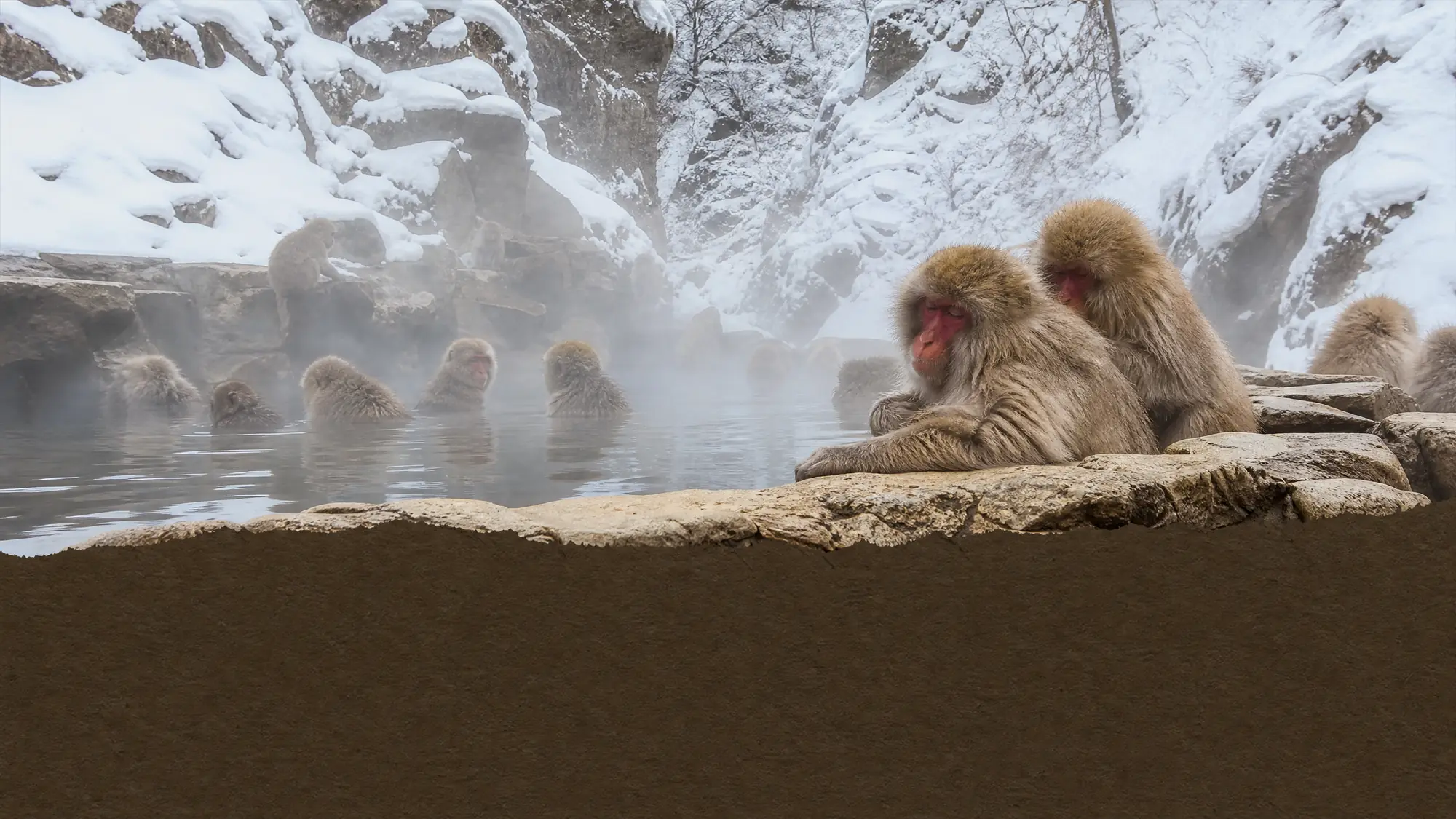 Beobachten Sie wilde Japanmakaken beim Baden in natürlichen Thermalquellen. Der Park erfordert eine 1.6 Kilometer lange Wanderung durch den Wald und begrenzt die Besucherzahlen im Winter streng.