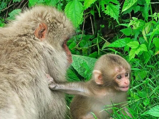 Een baby-sneeuwmakaak die zijn hand uitsteekt om een volwassen makaak in groen gebladerte aan te raken.