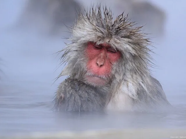 A Japanese macaque relaxing in the hot springs at Jigokudani Snow Monkey Park.