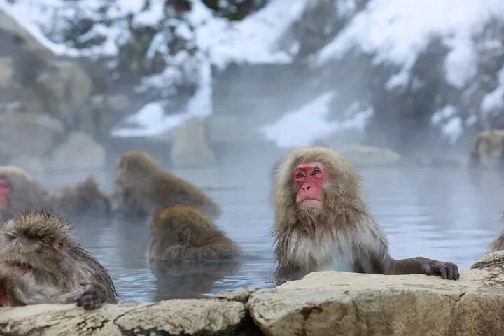 Schneeaffen beim Baden in einer heißen Quelle, umgeben von schneebedeckten Felsen.