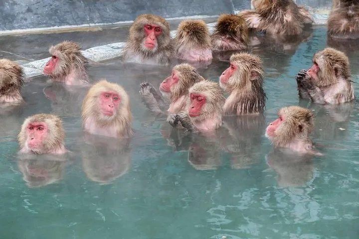 Eine große Gruppe Schneeaffen entspannt in einem dampfenden Thermalbecken.