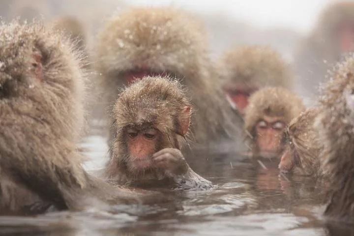 Mehrere Japanmakaken, darunter ein Jungtier, beim Baden in dampfenden Thermalquellen.